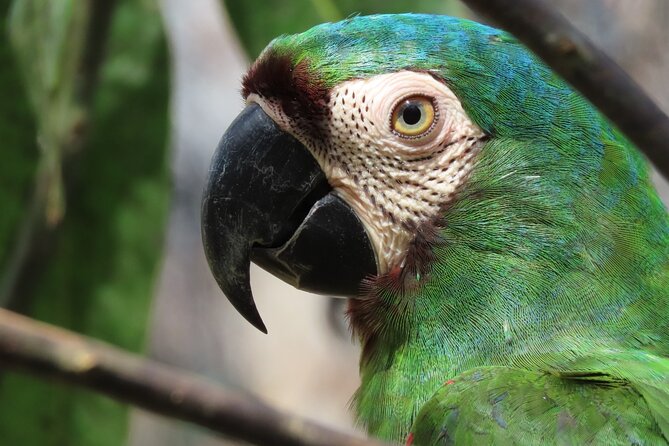 Parrot & Macaw Volunteering in a Wildlife Reserve Near Cartagena - Key highlights at a glance