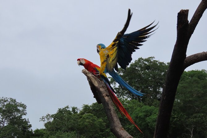 Parrot & Macaw Volunteering in a Wildlife Reserve Near Cartagena - Where this sanctuary fits on the Colombia map (and why it matters)