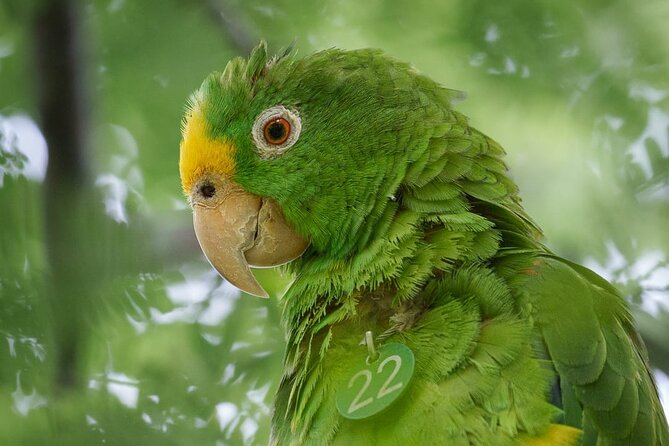 Parrot & Macaw Volunteering in a Wildlife Reserve Near Cartagena - Plant a native tree: small action, real long-term impact