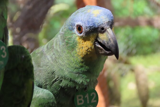 Parrot & Macaw Volunteering in a Wildlife Reserve Near Cartagena - Optional add-ons like horseback or UTV rides