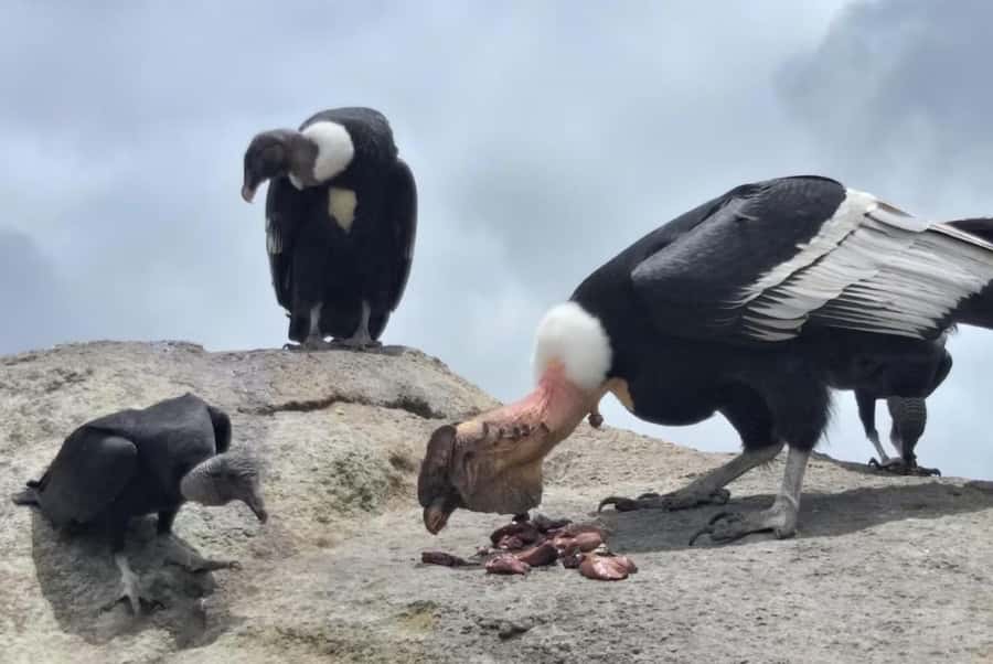Popayan: Condor Watching in Purace + San Juan Hot Springs - Condor stone around 10 am: watching Andean condors from about 8 meters
