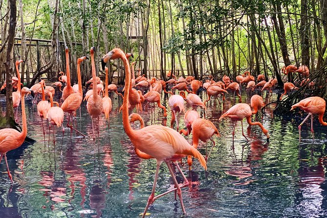 Private Baru Aviary Tour with Lunch Included - Key points at a glance