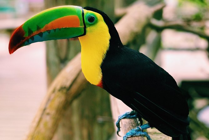 Private Baru Aviary Tour with Lunch Included - Guides who turn sightings into stories (and photos)