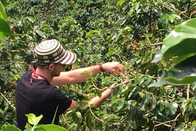 Private Coffee Farm Tour in Medellin: Real Authentic Experience - Coffee tasting that actually teaches you what to taste