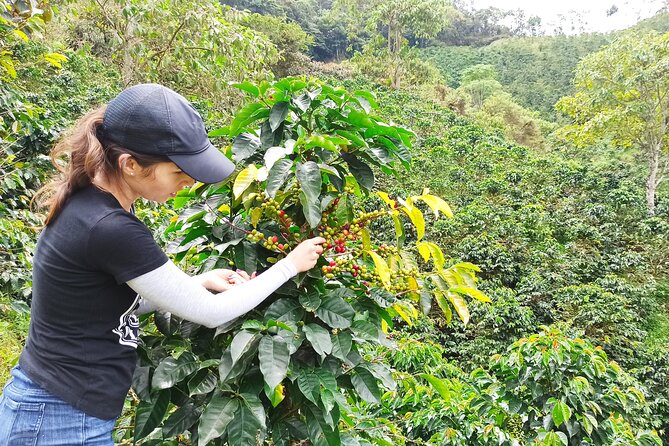Private coffee tour near Medellín, from bean to cup. - Private bean-to-cup coffee in Sabaneta, not a drive-by tasting
