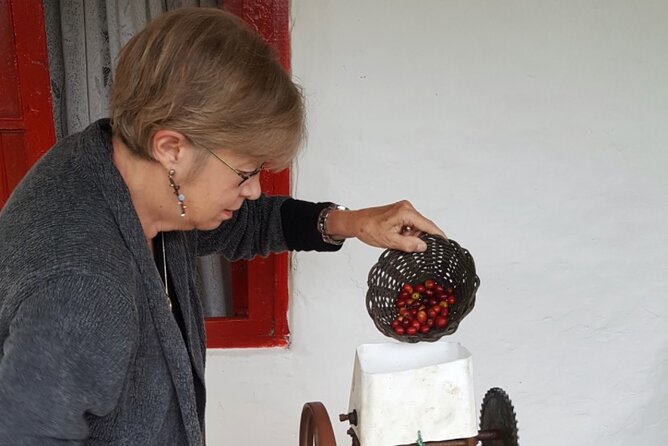 Private coffee tour near Medellín, from bean to cup. - Picking coffee berries, plus the farm walk you feel in your legs