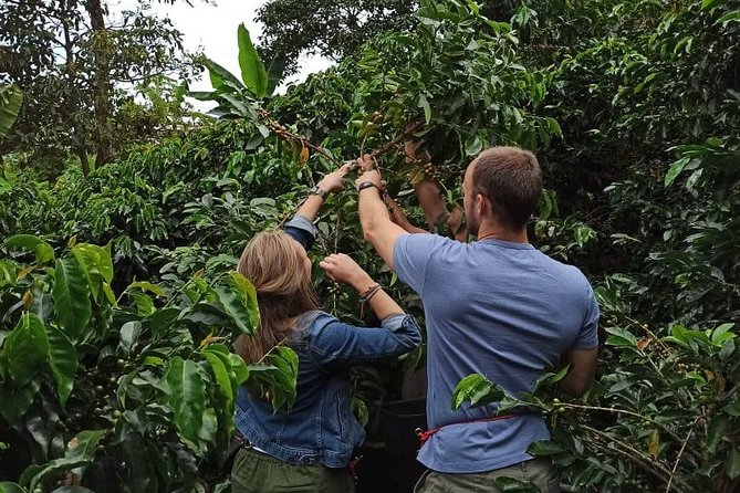 Private coffee tour near Medellín, from bean to cup. - Getting from Medellín to the farm without stress