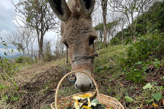 Private Day of Immersion in Country Life with Food - The picnic lunch: you eat what you made, in a relaxed setting
