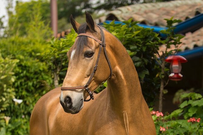 Private Guided Tour of Colombia’s Paso Fino Horse - Lunch is part of the experience, not a break from it