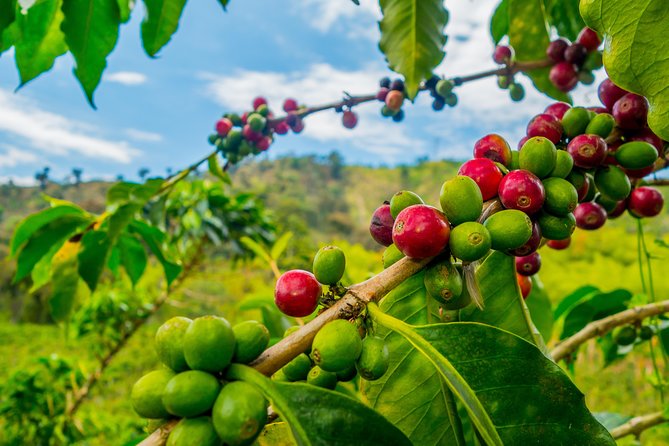 Private Tour - Coffee Tour (Cultivations) - Where You Go: La Mesa de los Santos coffee haciendas in Santander
