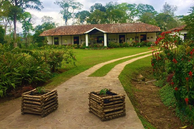 Private Tour - Coffee Tour (Cultivations) - First Stop Experience: Walking the coffee fields and seeing shade-grown cultivation