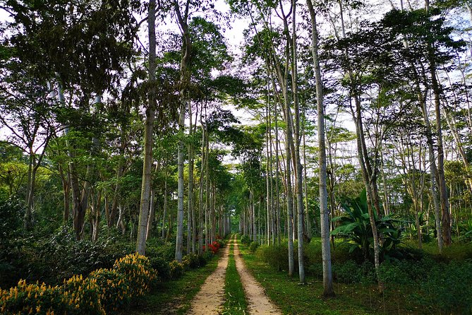 Private Tour - Coffee Tour (Cultivations) - From crop to cup: production explained in plain, useful terms