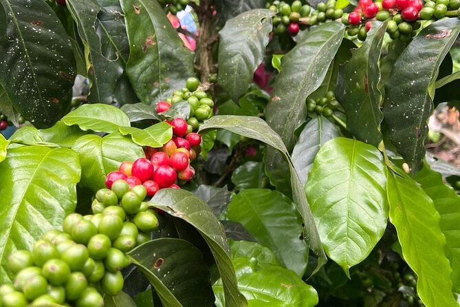 Private Tour from Bogota to Finca Cafetera - English and communication that reduces stress