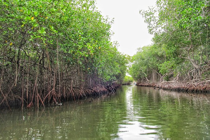 Private Tour of Ecotourism, Culture and Sea in Barú - Food Plan: Snacks, Fried Seafood Tasting, and Lunch Included