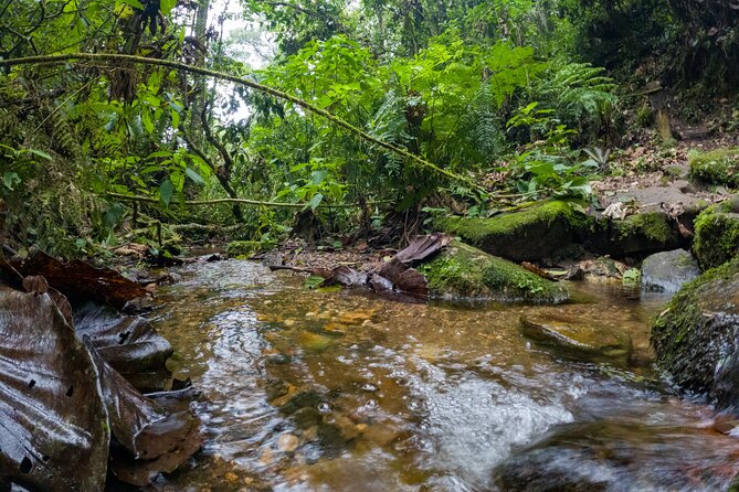 Private Tour through the Chicaque Natural Park and Forest of Fog - Quick hits before you go