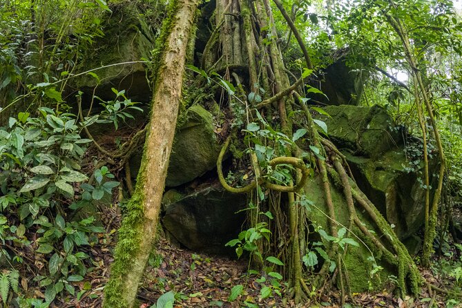 Private Tour through the Chicaque Natural Park and Forest of Fog - The Pico rock stop and the refuge-area lunch that feels like a scene
