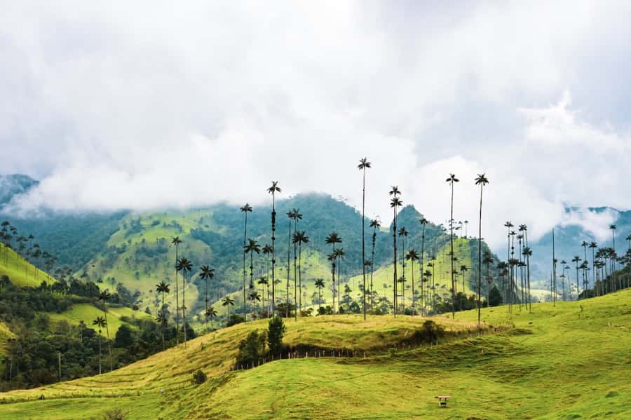 Salento, Cocora and Filandia Tour from Pereira or Armenia - Quick hits before you go
