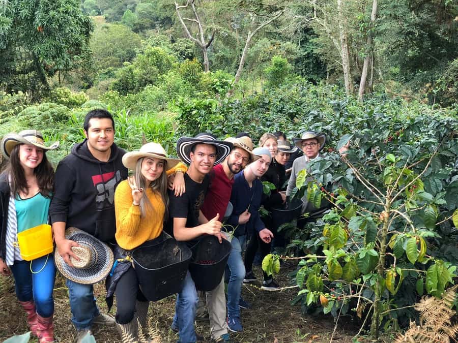 Salento: Coffee Farm Tour with Tasting - Hands on work: planting seedlings and picking cherries