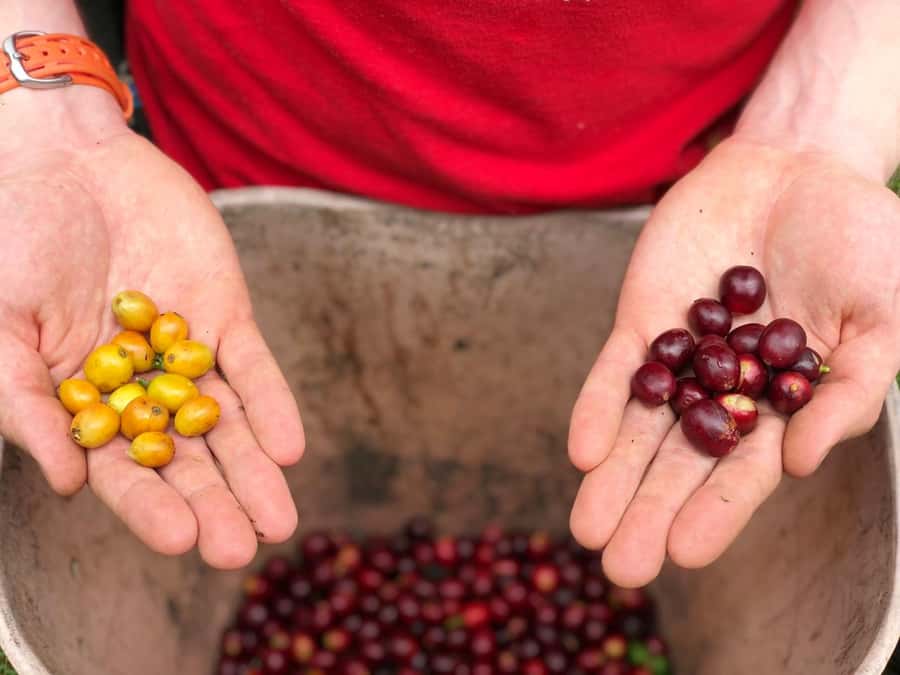 Salento: Coffee Farm Tour with Tasting - The coffee life cycle walk: from seedlings to roasting