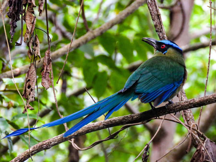 Salento: hike to learn about Birds - Salento Birding Basics: Who This 8-Person Hike Fits