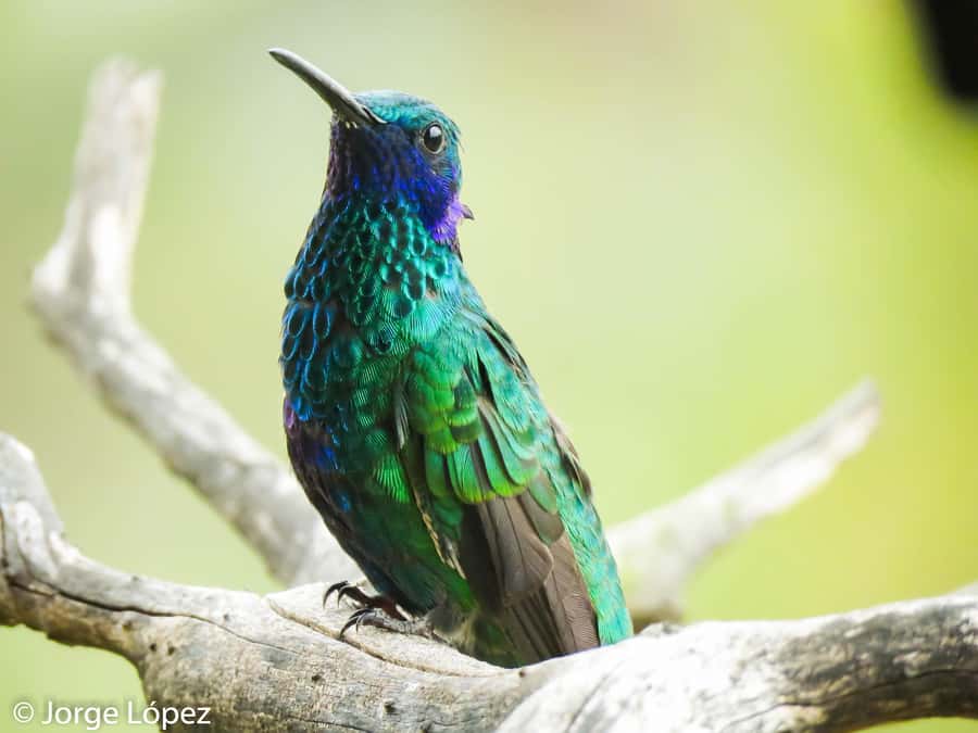 Salento: hike to learn about Birds - The Guided Birding Walk: Motmots, Tanagers, Flycatchers, Hummingbirds