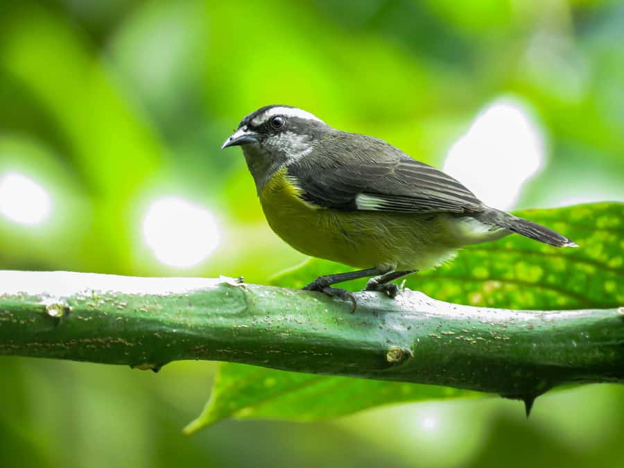 Salento: hike to learn about Birds - Who Will Love This Tour in Tolima, and Who Might Want a Different Day