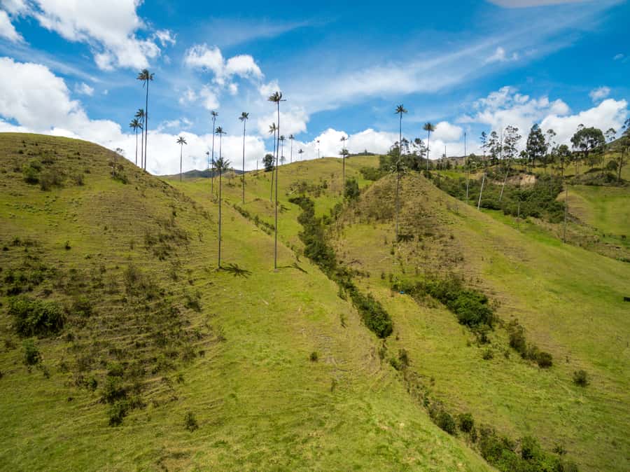 Salento: Private Cocora Valley, Salento & Coffee Farm Tour - Coffee Farm Time In The Coffee Triangle: From Cherry To Cup