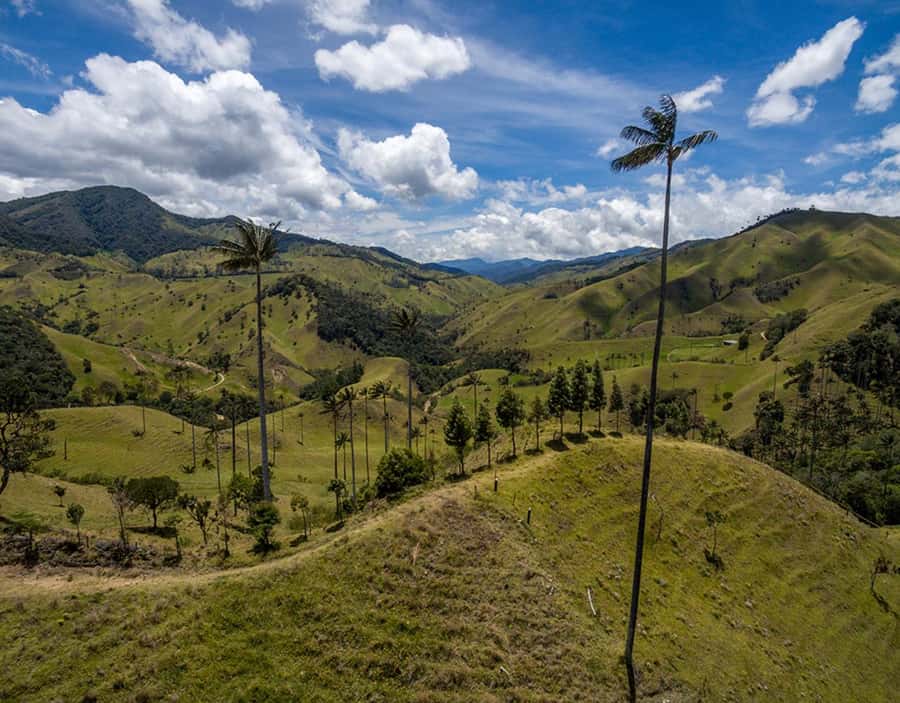 Salento: Private Cocora Valley, Salento & Coffee Farm Tour - Time, Transport, And Lunch: What Your 8 To 10 Hours Really Means