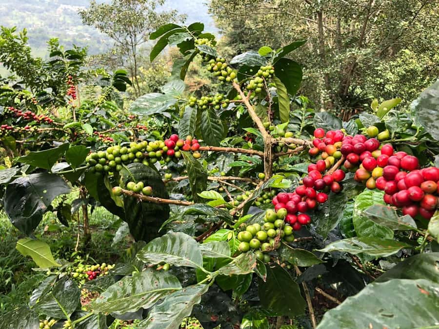 Salento: Private Cocora Valley, Salento & Coffee Farm Tour - Price and Value: Is $157 Per Person Fair?