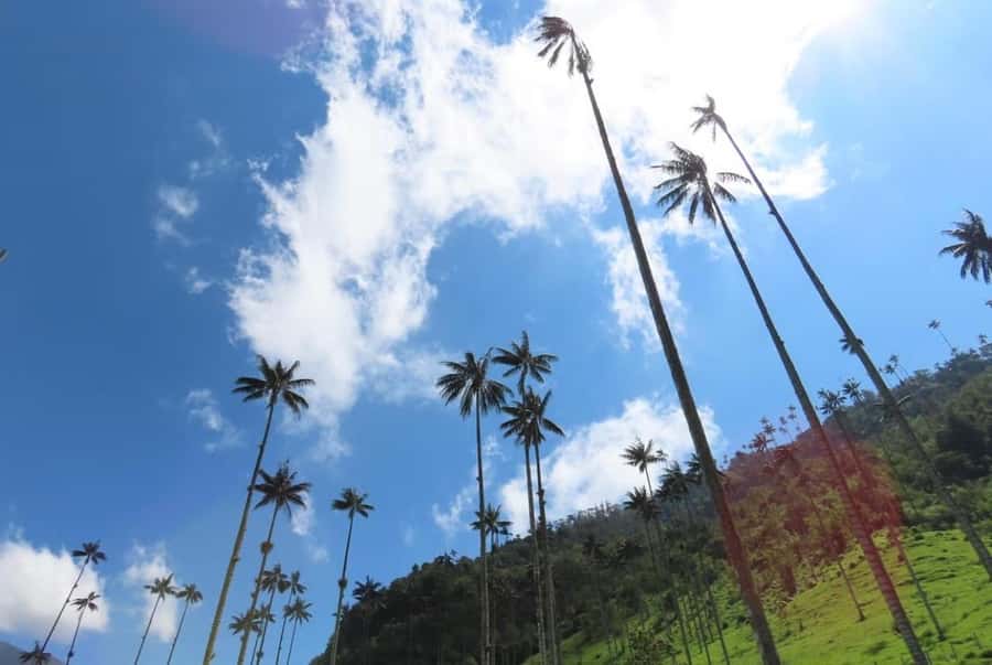 Salento: Salento & Cocora Valley Tour - Key Things I’d Bet You’ll Care About
