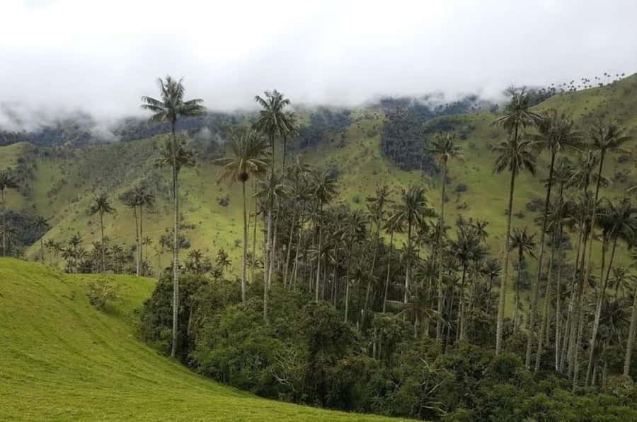 Salento: Salento & Cocora Valley Tour - Spotting Colombia’s Wax Palms in Nevados National Park Viewpoints