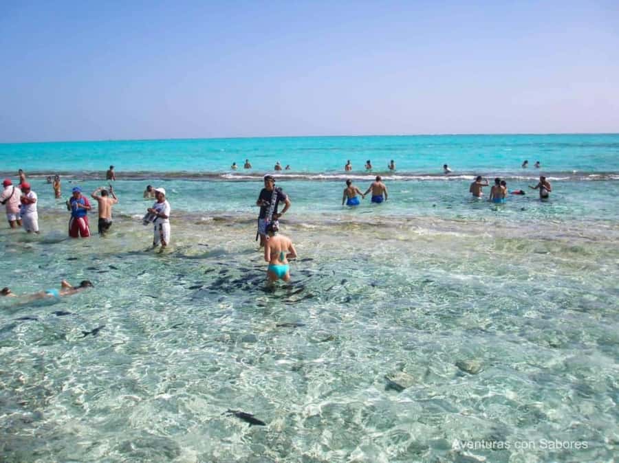 San Andres: Acuario Key Premium Tour - Old Point Mangroves: A Guided 1-Hour Walk Through the Ecosystem