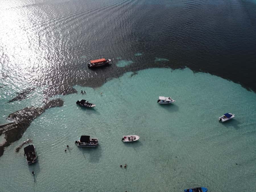 San Andrés: Island Pontoon Boat Tour - The mangrove sector sighting: small detail, real context