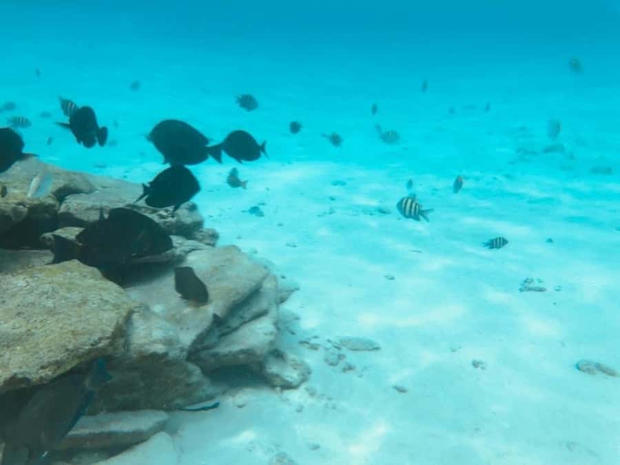 San Andres: Transfer by Boat + Natural Aquarium - Tips to make the day smoother (so the aquarium is the highlight)