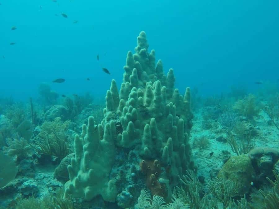 San Andres: Transfer by Boat + Natural Aquarium - How the boat transfer works from Muelle de la policia or Muelle Portofino