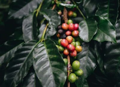 Minca Coffee, Cocoa, & Waterfall Full-Day Trip