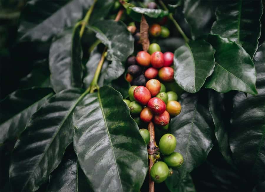 Santa Marta: Minca Coffee, Cocoa, & Waterfall Full-Day Trip - The jungle hike to coffee: where the day becomes active