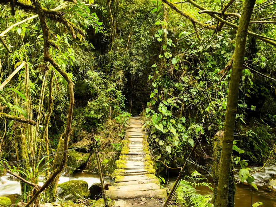 Santa Rita Waterfall and Salento Private Tour - The 5 to 6 Hour Plan: Forest Hike to Santa Rita, Then Salento on Foot