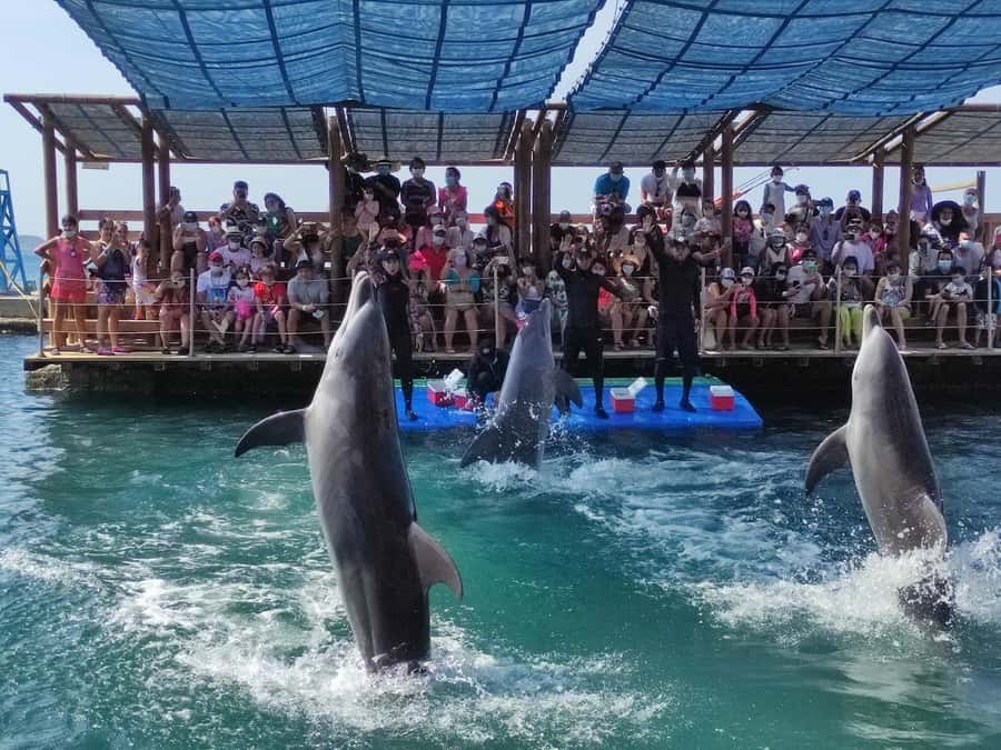 SANTAMARTA: TOUR Combo boat taxi, aquarium, lunch, and white sand beach - Rodadero Sea Aquarium and Museum: the dolphin show timing and rules