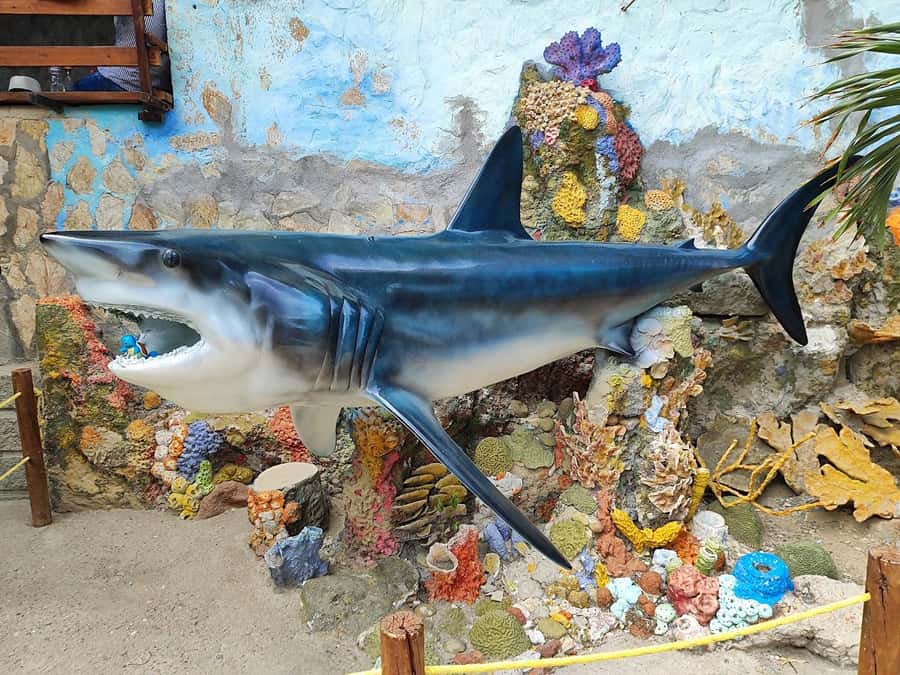 SANTAMARTA: TOUR Combo boat taxi, aquarium, lunch, and white sand beach - Playa Blanca arrival: why lunch at the beach is a smart move