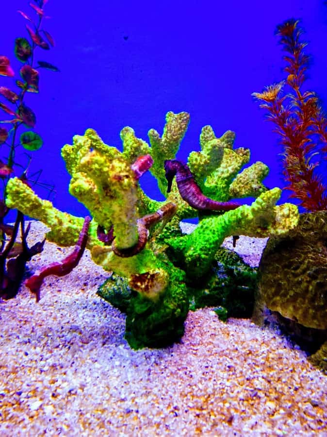 SANTAMARTA: TOUR Combo boat taxi, aquarium, lunch, and white sand beach - What is included, what is not, and why it matters