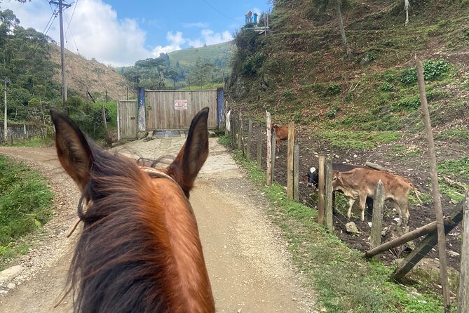 Scenic Horseback Riding in the Medellín Mountains - Price and value: $66.60 that includes more than the ride