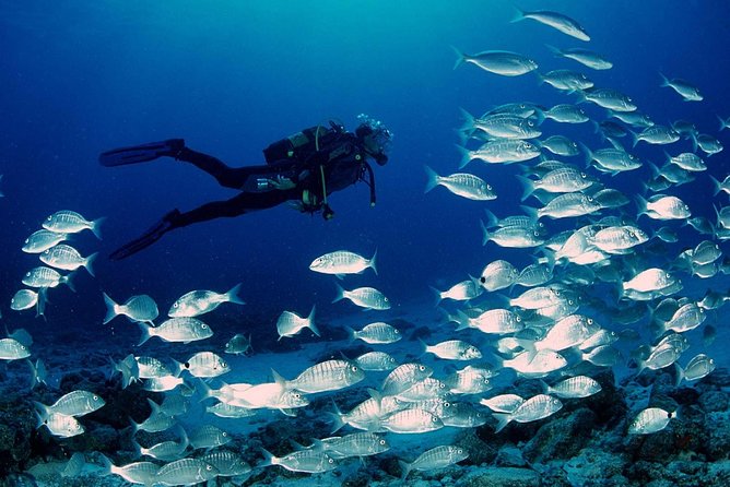 Scuba diving in Rosario Islands - Barú After Your Underwater Time: Beach Time and Real Food