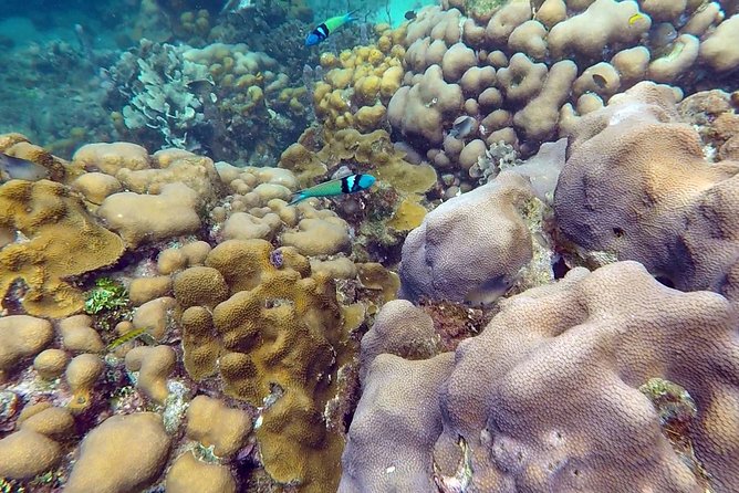 Scuba diving in Rosario Islands - Price and Logistics: Is $354 a Good Deal?
