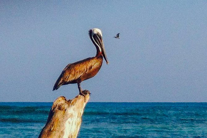 Scuba diving in Rosario Islands - Pasaje Badillo to Islas de Rosario: How the Day Flows