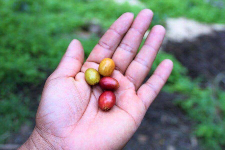 Tequendama Falls and Coffee Hacienda Day Trip from Bogotá - Tequendama Falls and the River Pollution Reality