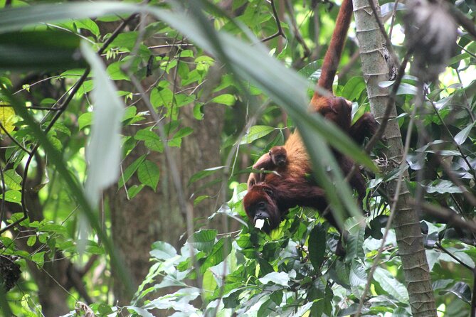 The Howling Trail Hike - Howler Monkey Calls and Cotton-Top Tamarins in the Wild