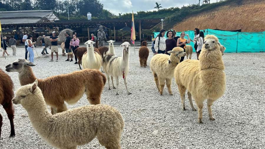 Tour Guatapé con visita a Granja de las Llamas y las Alpacas - Marinilla breakfast and photo stops: quick, useful, and photo-ready