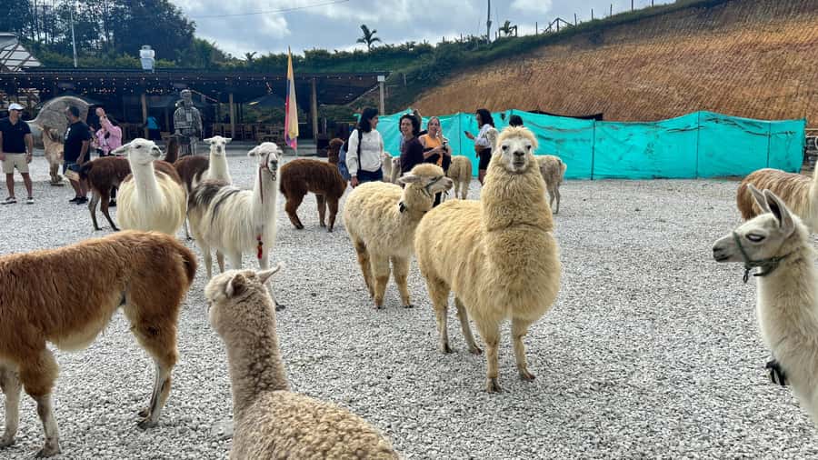 Tour Guatapé con visita a Granja de las Llamas y las Alpacas - Price and value: what $50 buys you in real time