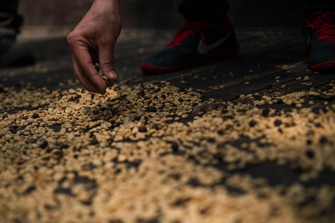 Traditional Coffee Farm Experience at Hacienda Coloma from Bogotá - Seed to Cup: Traditional Steps and Industrial Processing, Side by Side